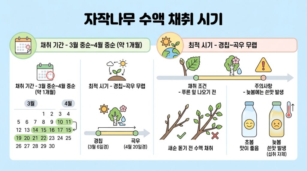 자작나무수액효능